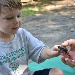 Puddlestompers Nature Exploration - We love turtles at PUDDLESTOMPERS!