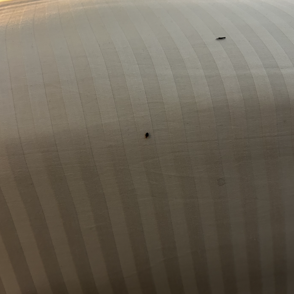 Hotel Beacon - Bedbug proof 5 - Hotels Near Me - New York, New York Hotel Beacon - Bedbug proof 5 - Hotels Near Me - New York, New York