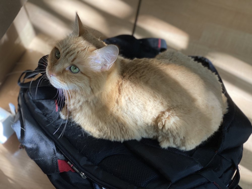 A+ LUXURY DOG & CAT GROOMING Updated August 2024 166 Photos & 133