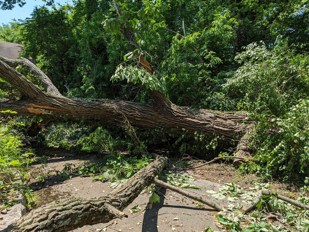 Southern Stump Removal - tree service in Knoxville, TN