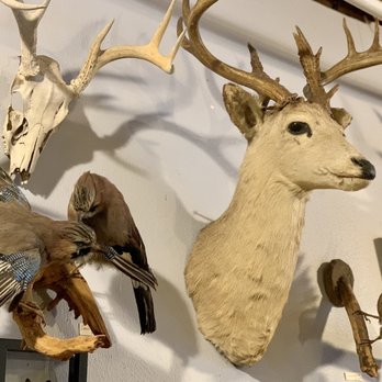 Curiosities - Antiques Near Me - Dallas, Texas