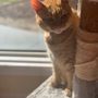 Photo of Ohana & Friends Pet Sitting