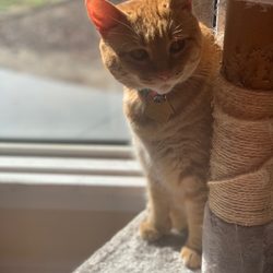 Ohana & Friends Pet Sitting