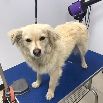 Magic Groomer - Pet Sitting Near Me - Arcadia, California