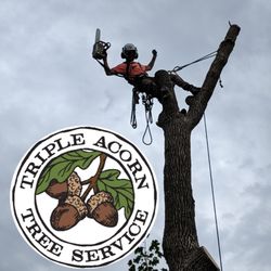 Triple Acorn Tree Service