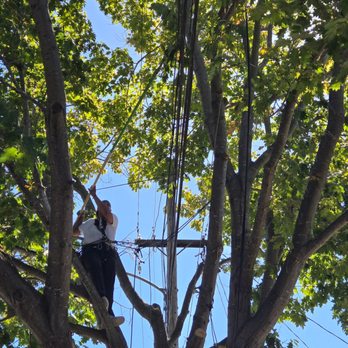 Tree Cherubs - Tree Services Near Me - San Jose, California