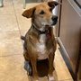 Photo of Paws Shelter of Central Texas