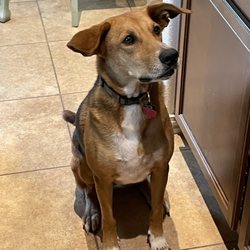 Paws Shelter of Central Texas - Ruthie