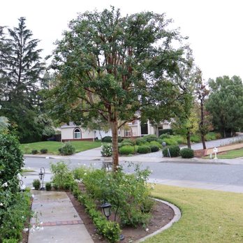 Pachecos tree service - Last tree (another Crape Myrtle). - Tree Services Near Me Pachecos tree service - Last tree (another Crape Myrtle). - Tree Services Near Me