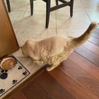PetSmart - Scraggly and incomplete shave - Pet Training Near Me - Dublin, California