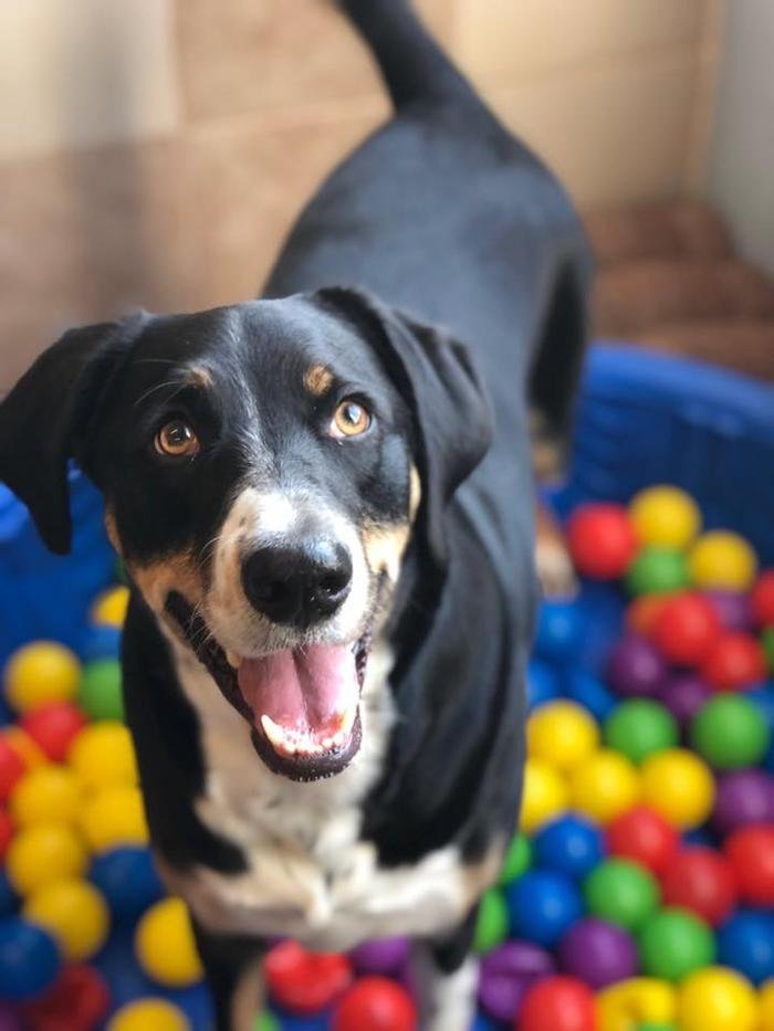 Tails of Success - pet boarding facility in Rochester, NY
