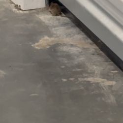 US Storage Centers - Mouse squeezing into storage