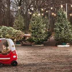 Bodine's Tree Farm - It's Tree Time!