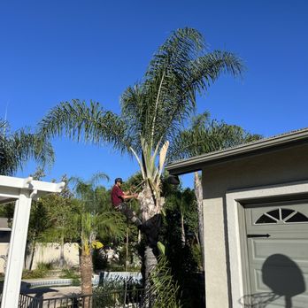 Ruben's Tree Service - Tree Services Near Me