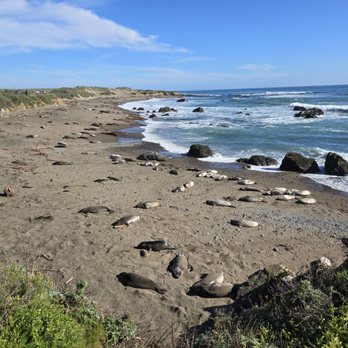 Elephant Seal Vista Point - Beaches Near Me - San Simeon, California Elephant Seal Vista Point - Beaches Near Me - San Simeon, California