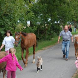 Ferienhäuser Haltermann Fehmarn - Bauernhoftiere auf dem Weg zur Weide.