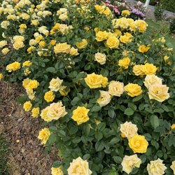 Witherspoon Rose Culture - Yellows galore