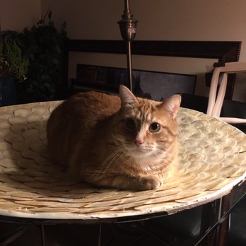 Homeward Bound Cat Adoptions - Animal Shelters Near Me - Las Vegas, Nevada
