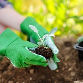Green's Gardening & Landscaping - Need us to plant for you? Let us know! - Gardeners Near Me - Pacifica, California Green's Gardening & Landscaping - Need us to plant for you? Let us know! - Gardeners Near Me - Pacifica, California