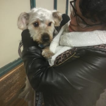 Doggie Styles Pet Grooming - Clean haircut for my puppy! - Pet Groomers Near Me - Brooklyn, New York