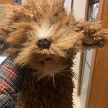 Cuddle Clones - Pet Stores Near Me - Akron, Ohio Cuddle Clones - Pet Stores Near Me - Akron, Ohio