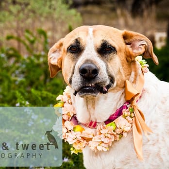Bark & Tweet Photography - Pet Services Near Me - Austin, Texas Bark & Tweet Photography - Pet Services Near Me - Austin, Texas