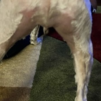 Bubble Puppies Grooming Boutique - Electric razor burns on his booty - Pet Groomers Near Me - Stockbridge, Georgia