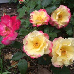 Knecht's Nurseries & Landscaping