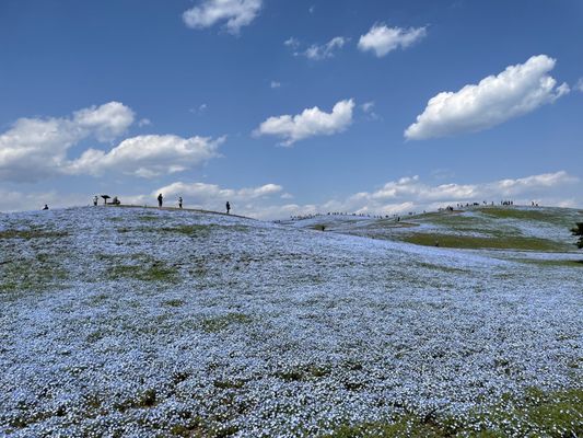 Hitachi Seaside Park by null