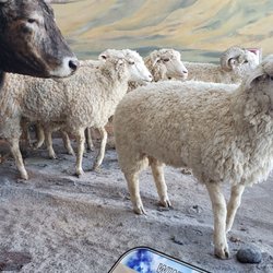 National Historic Oregon Trail Interpretive Center - Museum.