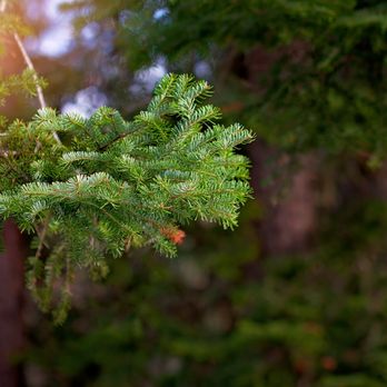 Ballston Tree and Property Services - Tree Services Near Me Ballston Tree and Property Services - Tree Services Near Me