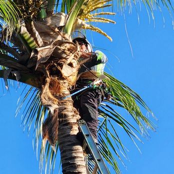 Vasquez Tree Service - Tree Services Near Me - Naples, Florida