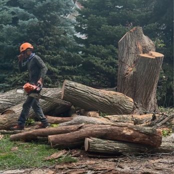 C&D Tree Services - Tree Services Near Me - Bolingbrook, Illinois