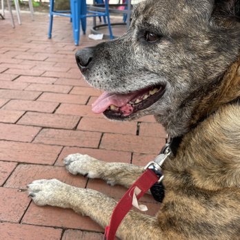 Mellow Mushroom Aiken - Dog friendly patio (but don't expect water.) - Pizza Near Me - Aiken, South Carolina