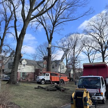 Axeman Tree Service - Photo - Tree Services Near Me - Bethel Park, Pennsylvania Axeman Tree Service - Photo - Tree Services Near Me - Bethel Park, Pennsylvania