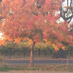 Tuscan Wine Village