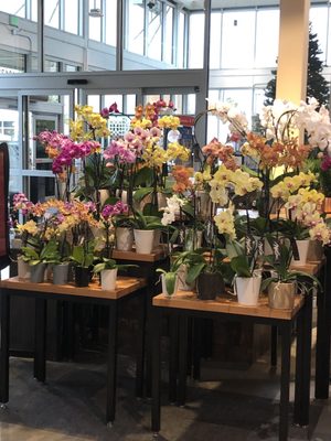 Whole Foods Market by null