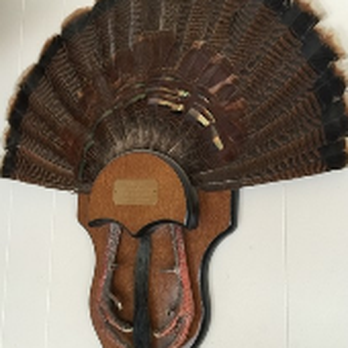 Master Taxidermy Studio - Taxidermy Near Me - Tavares, Florida Master Taxidermy Studio - Taxidermy Near Me - Tavares, Florida