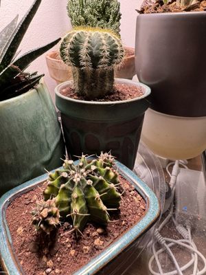 Dahing Plants & Landscaping by null