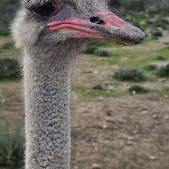 Ostrichland USA - A diva - Attraction Farms Near Me - Solvang, California Ostrichland USA - A diva - Attraction Farms Near Me - Solvang, California