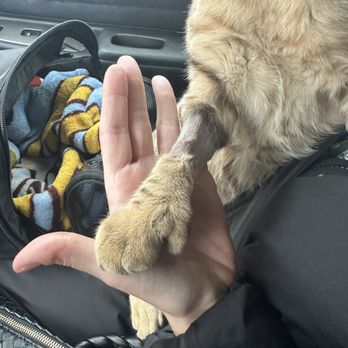 EPIC Veterinary Urgent Care - When we picked him up - Veterinarians Near Me - Cherry Hill Township, New Jersey EPIC Veterinary Urgent Care - When we picked him up - Veterinarians Near Me - Cherry Hill Township, New Jersey