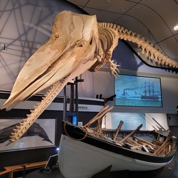 Whaling Museum - Whale skeleton - Museums Near Me - Nantucket, Massachusetts