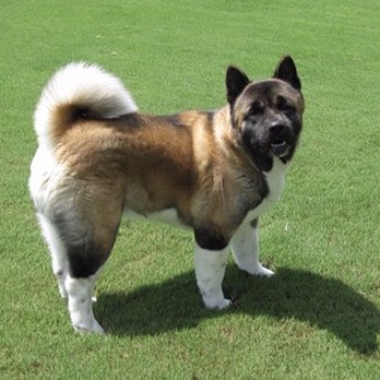 Whitworth Animal Clinic - Our Beautiful REX - Veterinarians Near Me - Madison, Alabama Whitworth Animal Clinic - Our Beautiful REX - Veterinarians Near Me - Madison, Alabama