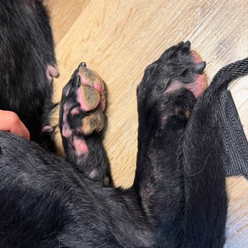 Von Richardson Elite German Shepherds - Pet Breeders Near Me