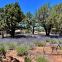 Pine Creek Canyon Lavender Farm