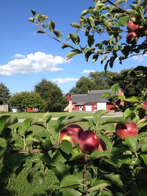 Apple Barrel Orchards by null