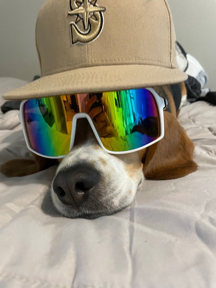 DAVIS BOULEVARD ANIMAL CLINIC Updated September 2024 27 Reviews