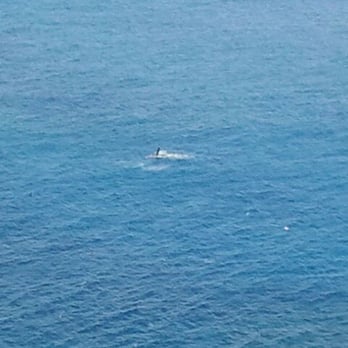 Makapu'u Point Lighthouse Trail - No zoom, sorry. It was mommy and baby whales having some fun. What an amazing experience. - Hiking Near Me - Honolulu, Hawaii Makapu'u Point Lighthouse Trail - No zoom, sorry. It was mommy and baby whales having some fun. What an amazing experience. - Hiking Near Me - Honolulu, Hawaii