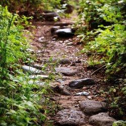Pathway to creek
