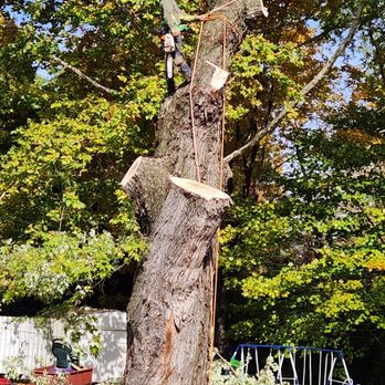 Vasquez Tree service & landscaping - a man on a tree - Tree Services Near Me Vasquez Tree service & landscaping - a man on a tree - Tree Services Near Me